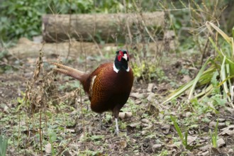 Common pheasant (Phasianus colchicus) adult male game bird in a garden in winter, England, United
