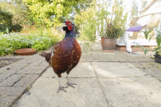 Common pheasant (Phasianus colchicus) adult male game bird on a garden patio in summer, England,