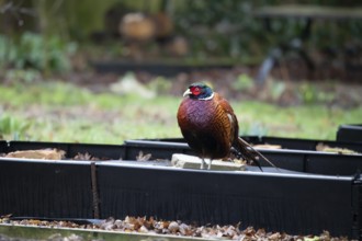 Common pheasant (Phasianus colchicus) adult male game bird on a garden raised bed, England, United