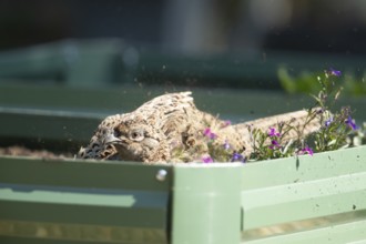 Common pheasant (Phasianus colchicus) adult female game bird dust bathing on a garden raised bed,