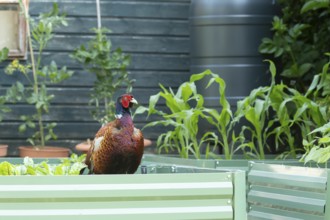 Common pheasant (Phasianus colchicus) adult male game bird on a garden vegetable raised bed in