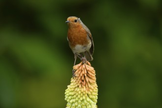 European robin (Erithacus rubecula) adult garden bird perching on a Red hot poker flower in summer,
