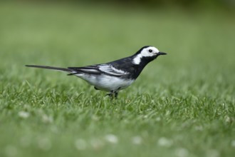 Pied wagtail (Motacilla alba) adult bird on a garden grass lawn in summer, England, United Kingdom