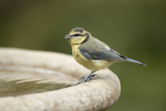 Blue tit (Cyanistes caeruleus) adult garden bird on a bird bath in summer, England, United Kingdom