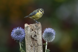 Blue tit (Cyanistes caeruleus) adult garden bird on a wooden post in summer, England, United