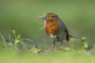 European robin (Erithacus rubecula) adult garden bird collecting nest material in its beak in