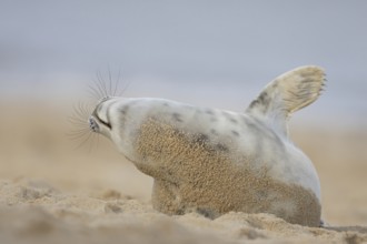 Atlantic grey seal (Halichoerus grypus) adult animal stretching on a sandy beach, England, United