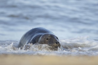 Atlantic grey seal (Halichoerus grypus) adult animal resting in the sea, England, United Kingdom