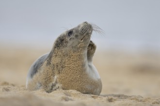 Atlantic grey seal (Halichoerus grypus) adult animal on a sandy beach, England, United Kingdom