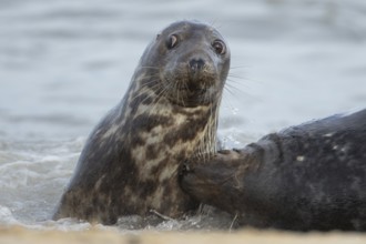 Atlantic grey seal (Halichoerus grypus) two adult seals animals in love courting in the waves of