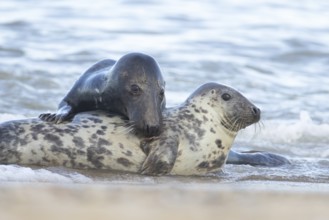 Atlantic grey seal (Halichoerus grypus) two adult seals animals in love courting in the sea,