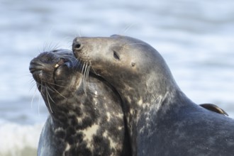 Atlantic grey seal (Halichoerus grypus) two adult animals in love courting on a beach on a