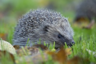 European hedgehog (Erinaceus europaeus) adult animal walking on a garden grass lawn in autumn,