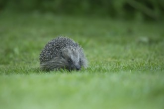 European hedgehog (Erinaceus europaeus) adult animal on a garden grass lawn in spring, England,