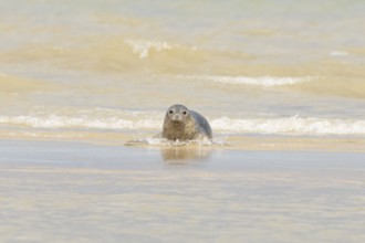Common or Harbour or Habor seal (Phoca vitulina) adult animal emerging from the sea, England,