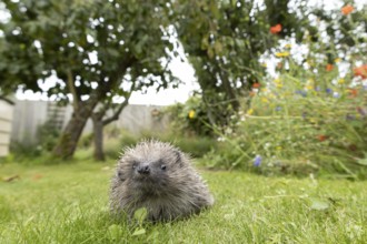 European hedgehog (Erinaceus europaeus) adult animal on a garden grass lawn in summer, England,
