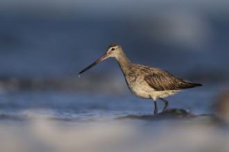 Bar-tailed Godwit (Limosa lapponica), Texel, Netherlands