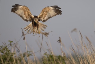 Marsh harrier (Circus aeruginosus), Texel, Netherlands