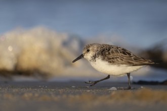 Avocet (Recurvirostra avosetta), Texel, Netherlands