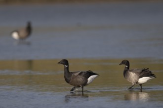 Brent goose (Branta bernicla), Texel, Netherlands