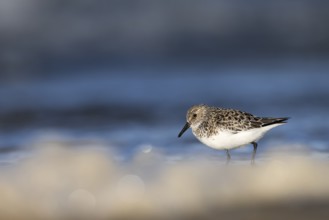 Avocet (Recurvirostra avosetta), Texel, Netherlands