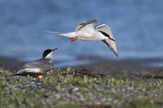 Common Tern (Sterna hirundo), Texel, Netherlands