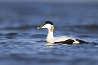 Eider duck (Somateria mollissima), Texel, Netherlands