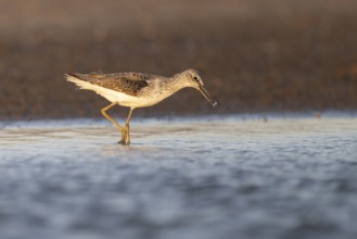 Greenshank (Tringa nebularia), Texel, Netherlands