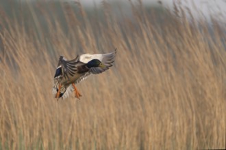 Mallard (Anas platyrhynchos), Texel, Netherlands