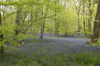 Common or English bluebell (Hyacinthoides non-scripta) carpet of blue wildflowers in a woodland in