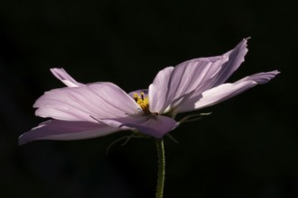 Cosmos garden annual pink flower in summer, England, United Kingdom