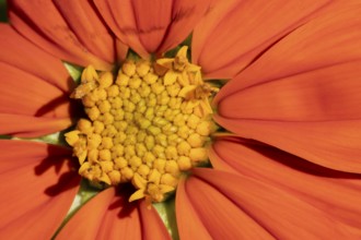 Mexican sunflower (Tithonia spp) 'Goldfinger' garden annual orange flower in summer, England,