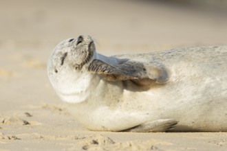 Common or Harbour or Habor seal (Phoca vitulina) adult marine mammal on a beach, England, United