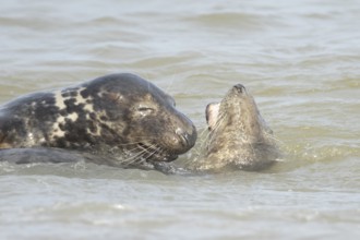 Grey seal (Halichoerus grypus) two adult marine mammals playing in the shallow waves of the sea,