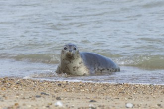 Grey seal (Halichoerus grypus) adult marine mammal relaxing in the shallow waves of the sea,