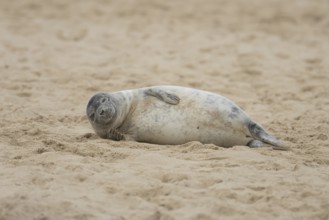 Grey seal (Halichoerus grypus) adult marine mammal sleeping on a beach in winter, England, United