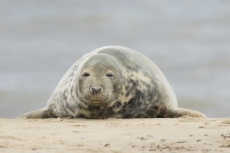 Grey seal (Halichoerus grypus) adult marine mammal sleeping on a seaside beach, England, United