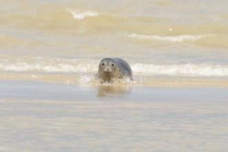 Grey seal (Halichoerus grypus) adult marine mammal in the shallow waves of the sea, England, United