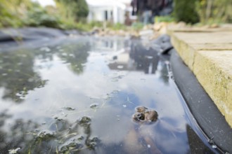 Common frog (Rana temporaria) adult amphibian on the water surface of a garden pond, England,