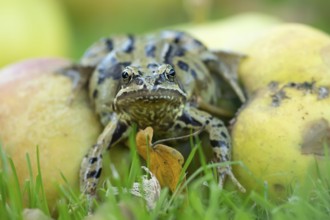 Common frog (Rana temporaria) adult amphibian on fallen apples fruit in a garden in autumn,