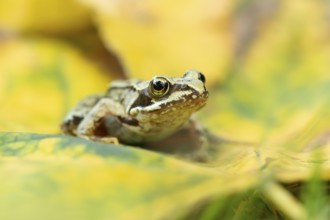Common frog (Rana temporaria) juvenile baby froglet amphibian on fallen autumn leaves in a garden,