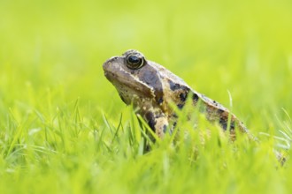 Common frog (Rana temporaria) adult amphibian on a garden grass lawn in summer, England, United