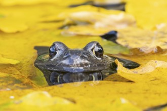 Common frog (Rana temporaria) adult amphibian on the water surface of a garden pond with fallen