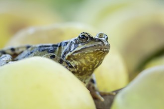 Common frog (Rana temporaria) adult amphibian amongst fallen apples fruit in a garden in autumn,