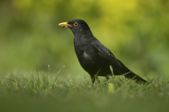 Eurasian blackbird (Turdus merula) adult male garden bird collecting grubs for food from a grass
