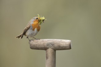 European robin (Erithacus rubecula) adult garden bird with nesting material in its beak on a fork