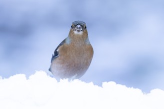 Eurasian chaffinch (Fringilla coelebs) adult male garden bird in snow in winter, England, United