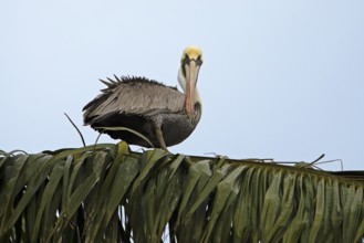 Brown pelican (Pelecanus occidentalis) on a palm tree at the Rio Dulce, Livingston, Departamento