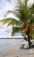 Sandy beach beach and coconut trees on Playa Blanca, Izabal Department, Guatemala