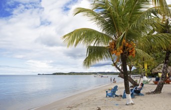 Sandy beach beach and coconut trees on Playa Blanca, Izabal Department, Guatemala